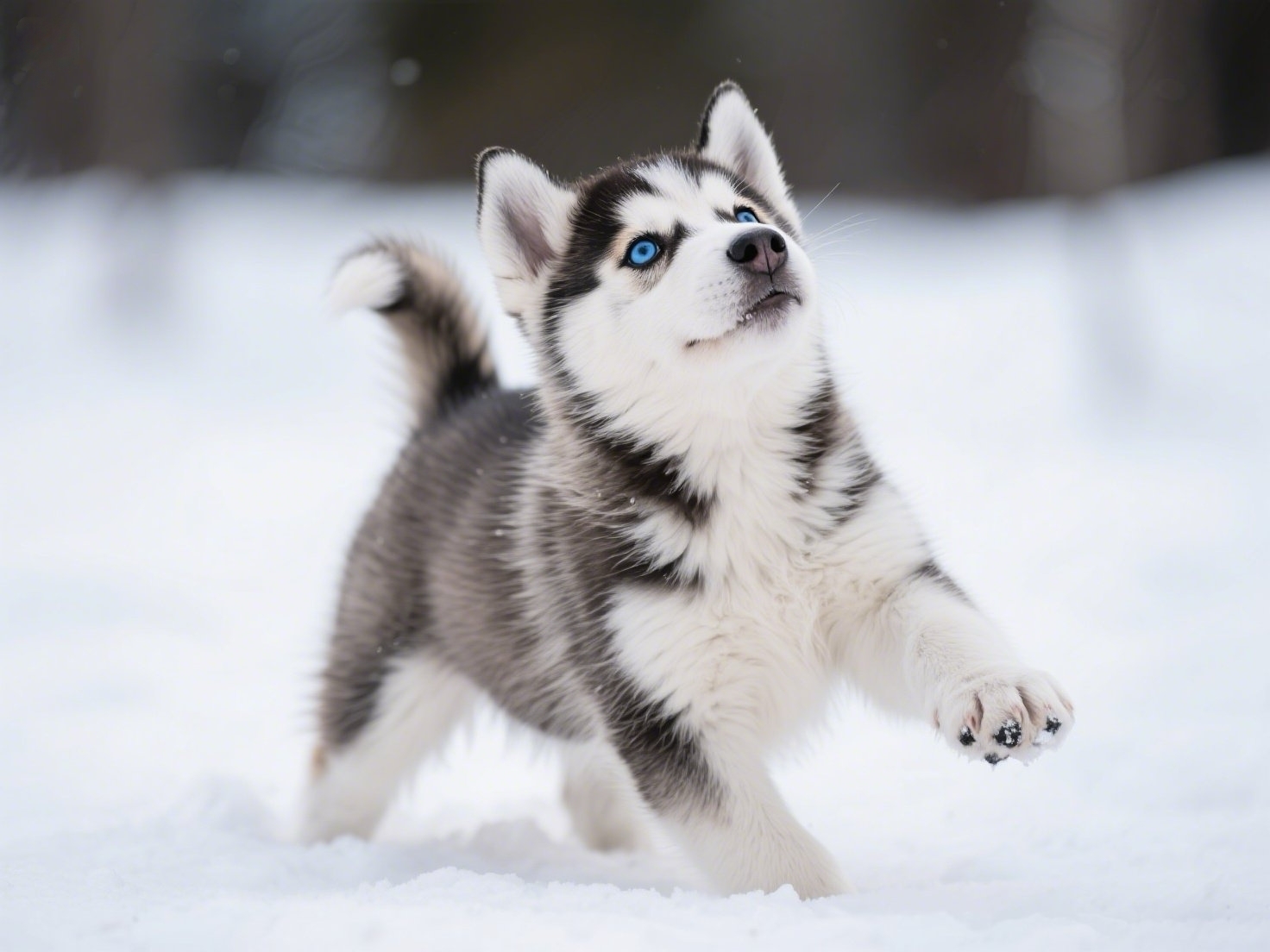 Siberian Husky